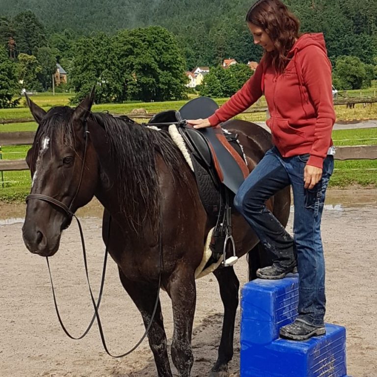 Horsebrain Coaching Denise Wiegand Eine Person steht auf einem Block und sattelt ein braunes Pferd.