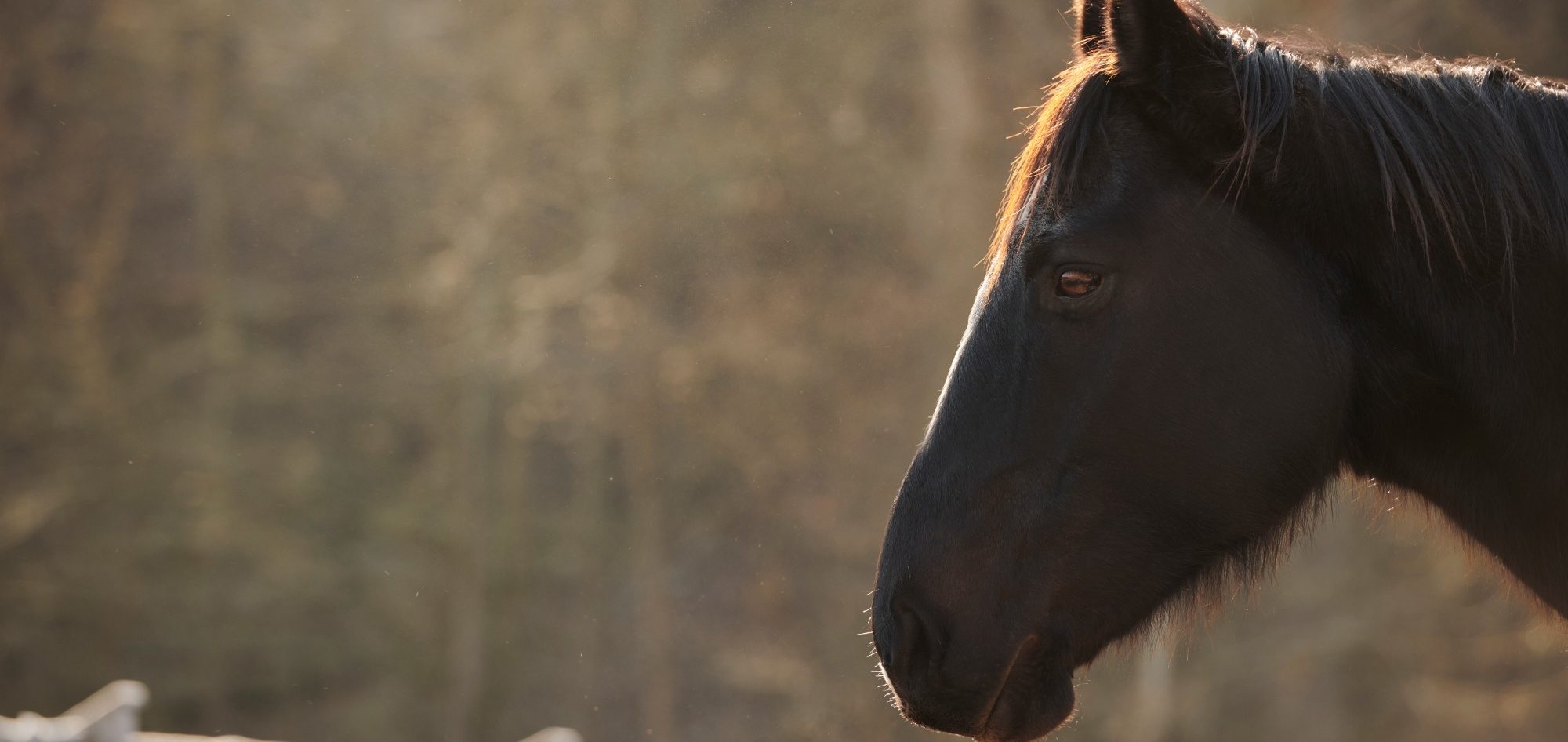 Schwarzes Pferd mit weichem Hintergrund aus Licht und Natur.