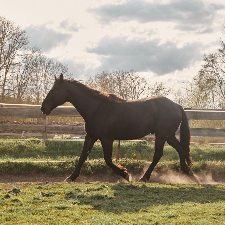 Horsebrain Coaching Denise Wiegand Schwarzes Pferd galoppiert über eine Wiese mit Bäumen im Hintergrund.