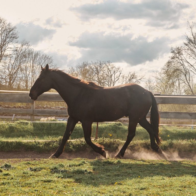 Horsebrain Coaching Denise Wiegand Braunes Pferd läuft entlang einer Wiese unter bewölkem Himmel.